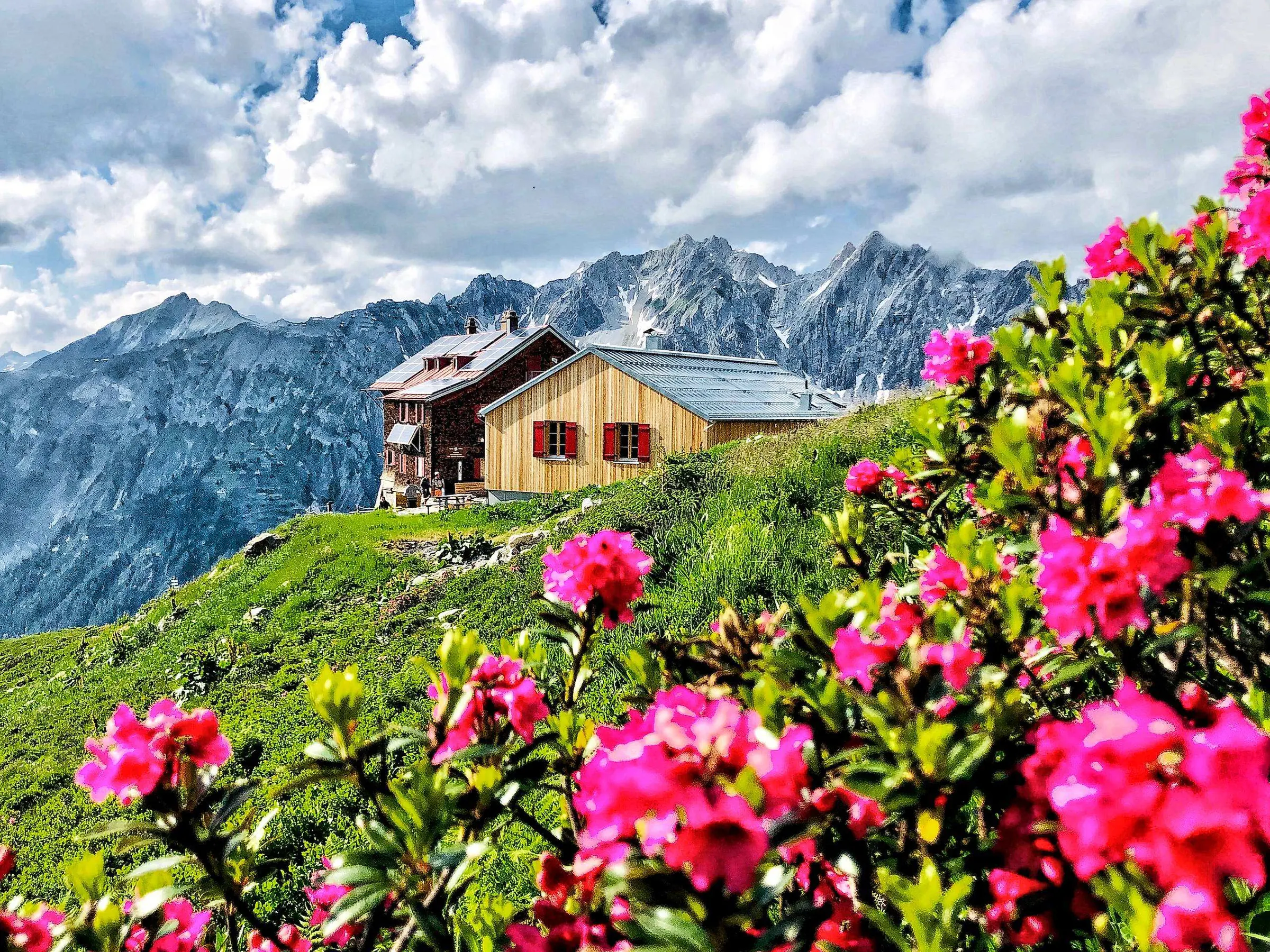 Alpenrosen vor Berghütten und Gipfeln im Sommer