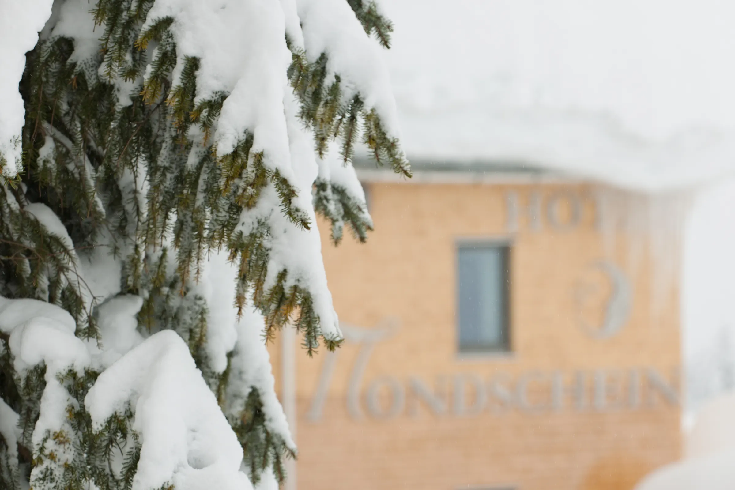 Verschneite Tanne vor dem Ski Hotel Mondschein